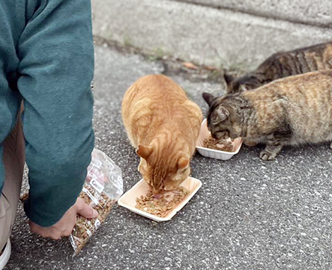 コラム【人とまちと猫の調和を目指して】(2)餌やりさんのマナー