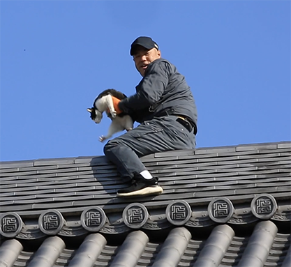 男性が大屋根に上がり猫を救助