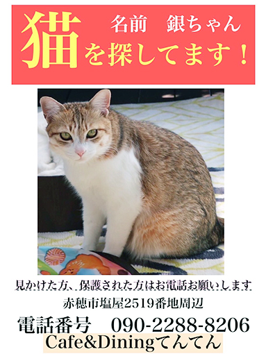 行方不明になっている猫