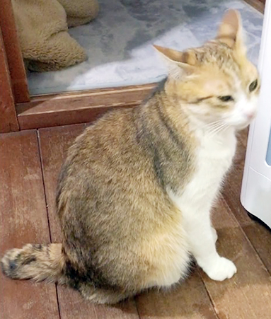行方不明になっている猫のしっぽ
