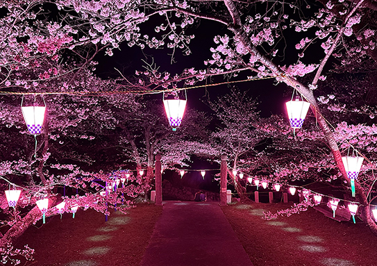尾崎の宮山で夜桜ライトアップ