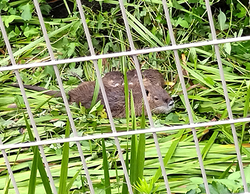 中広川に出没したヌートリアとみられる動物。周りに子どもとみられる個体も＝Ｍさん提供