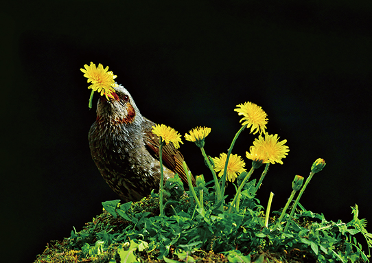 ヒヨドリが花を食べる「犯行」現場を撮影してコンクールで入賞した武村晴人さんの「タンポポを喰う」