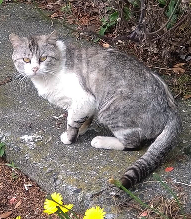 行方不明になっている猫