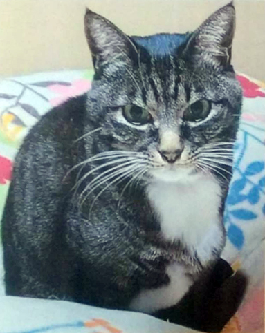 行方がわからなくなっている猫の「ミィちゃん」